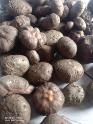 bibit porang katak murah super 1 kg isi 200 - 400 Biji