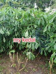 bibit gedi garis merah stek 1 kg/telo papua/ubi papua/telo teloan daun herbalpakan ternak