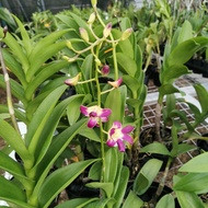 anggrek dendrobium