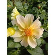 🔥🔥Dahlia Kampung Mix No.06🔥🔥