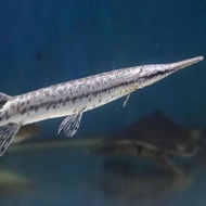 Ikan Aligator Florida gar 22cm