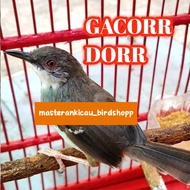burung ciblek semi gacor dorr mewah