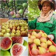 Sweet Fig Seeds (Sweet Figs) PACK OF 10 SEEDS USA Fig Seeds SWEET WITH BIG YIELD FRUITS