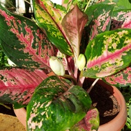 aglaonema