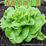 Cream Lettuce Seeds Four Seasons Vegetable Seeds Encyclopedia Green Vegetables Italian Autumn Vegeta