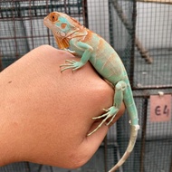 BLUE RED AXANTHIC/BLUE AXA BIRU BABY IGUANA MULUS NOMINUS ±30-35cm