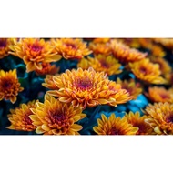Chrysanthemum Kekwa real live plant 菊花 anak pokok bunga kekwa hidup hiasan rumah