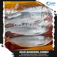 Ikan Bandeng Besar - Ikan Bandeng Jumbo Fresh Segar 2kg