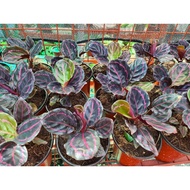 Thailand Calathea Dottie