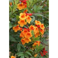 POKOK BUNGA TECOMA BELLS OF FIRE/ BUNGA TECOMA OREN MERAH