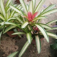 AZ Bromeliad Stripped Blushing Bromeliad/neuregelia carolinae tricolor