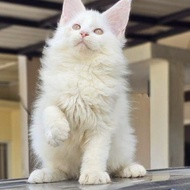 kucing mainecoon betina bersurai