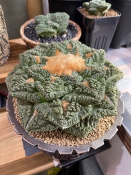 志賀哥斯拉龜甲牡丹
