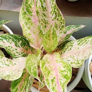 aglaonema butterfly