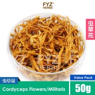 FYZ Herbs Cordyceps Flower Cordyceps Militaris 50g | 虫草花 50g