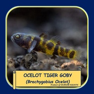 IKAN HIAS AIR TAWAR - MINI BUMBLEBEE GOBY / OCELOT TIGER GOBY / BUMBLEBEE TIGER