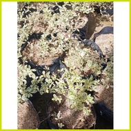 ❐ ✬ ∱ ╲ Variagated African Talisay Seedlings in soft poly bag