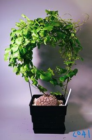 龜甲龍 Dioscorea elephantipes / 塊根植物 Caudex / 索馬里葡萄甕、念珠橄欖都有賣架
