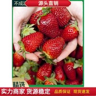 【大目】草莓苗奶油草莓種子 種籽室內盆栽四季草莓籽大田高產高甜草莓水果種子 種籽lzh
