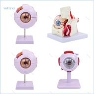 VA Human Eye Anatomy Teaching Tool Human Organs Model Eyeball Anatomy Mode
