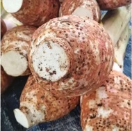 Talas Bogor Asli / Umbi Talas Bogor Super Besar / Talas Bogor Segar