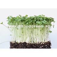 Buy in Bulk! Certified Organic Broccoli Microgreen Sprout Vegetable Seeds Pack