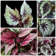 Begonia Rex