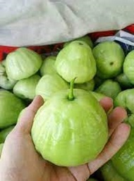 Cây giống mận xanh đường Đài Loan ( cây roi xanh đường Đài Loan)-combo 3 cây