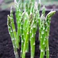 50 SEED - Green Asparagus seed