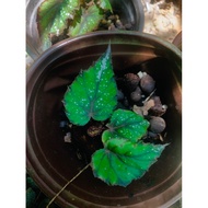 Begonia Green Rex/New Plants 