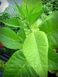 Tobacco seed seeds are best germinated and easy to grow seeds