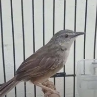 BURUNG CIBLEK GUNUNG JANTAN