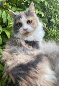 Kucing Anggora - Kucing Persia #Gratisongkir