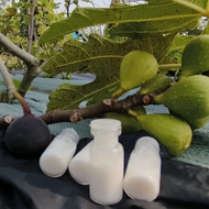 Fresh Getah Buah Tin 2ml