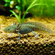 AXOLOTL MARBLE DOGFISH SALAMANDER WALKING FISH MEXICANUM -