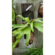 Platycerium artemis.