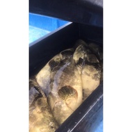 Dragon Pearl Grouper Fish 龙虎斑