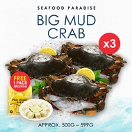 [QOO10 COUPON FRIENDLY] *BestSeller*🦀 BIG Live Mud Crab x 3pcs ( 500 - 599G each) 🦀 + Free  Mantou 1 Pack [ FREE DELIVERY ] Suitable for 2-3 Pax family