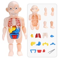 My Toy Human Body Doctor Model Surgical Organ Body Anatomical Human Body Toy