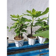 POKOK TIN IRAQI,MD,CDA 1 kaki TINGGI BERPASU SEGAR free Baja Paksa Buah