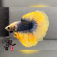 銀宙水族空間/芥黃半月鬥魚/990724