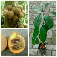 bibit buah kepel / kepal / burahol SEGAR