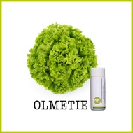 ┇ ☇◑ ◩ Rijk Zwaan Lettuce Pelletized 100 Seeds | Nutrihydro