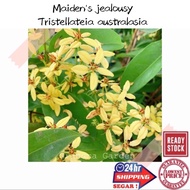 (GG real plant) maiden’s jealousy  tristellatia australasiae pokok hidup hiasan luar rumah menjalar 