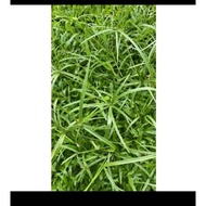 UBAT TENAGA ZAHIR@BATIN UNTUK LELAKI DAN WANITA POKOK KEPALA LALAT