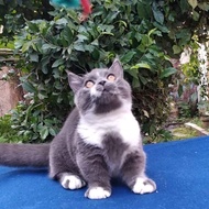 Terbaik Kucing Munchkin British Shorthair / Kucing Kaki Cebol Bsh