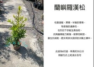 心栽花坊-羅漢松/蘭嶼羅漢/6吋盆/松杉柏檜/綠化環境/綠離植物/聖誕節必備/售價180特價150