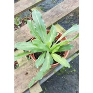 Coriander Plant - Fresh Gardening Indoor Plant Outdoor Plants