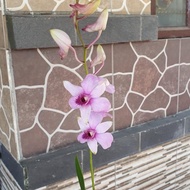 Dendrobium Mantangai