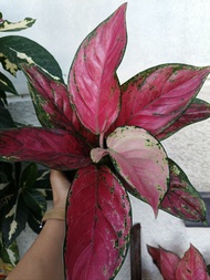 Aglaonema Red Dragon indoor outdoor live plants